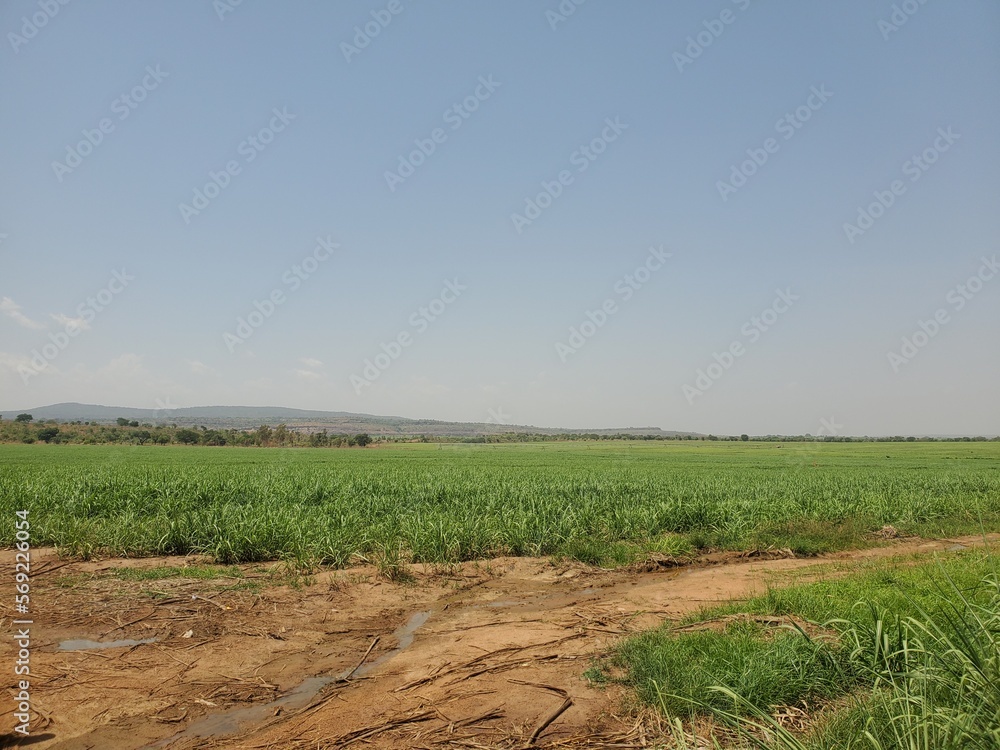 Fototapeta premium field of wheat