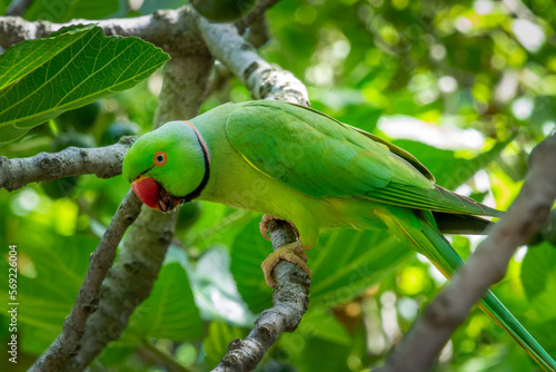 Wild green ringneck parakeet on a branch in a tree in St James park, London photo