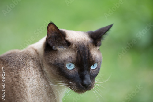 portrait of a cat