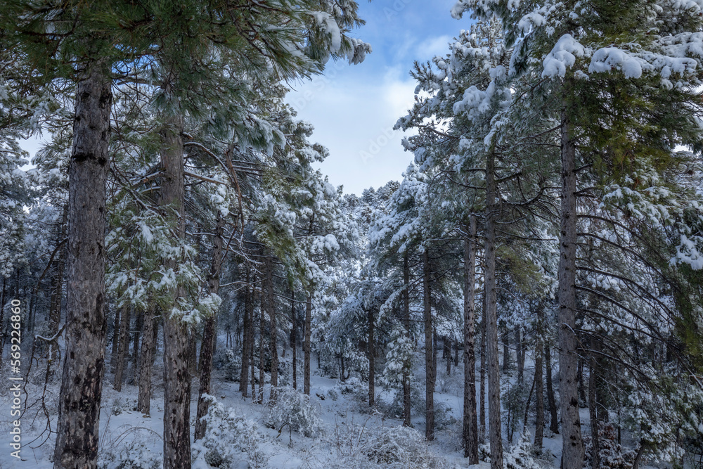 Idyllic landscape of a snowy coniferous forest in winter with tall slender trees in an environment full of calm and peace Idyllic landscape of a snowy coniferous forest in winter with tall slender trees in an environment full of calm and peace