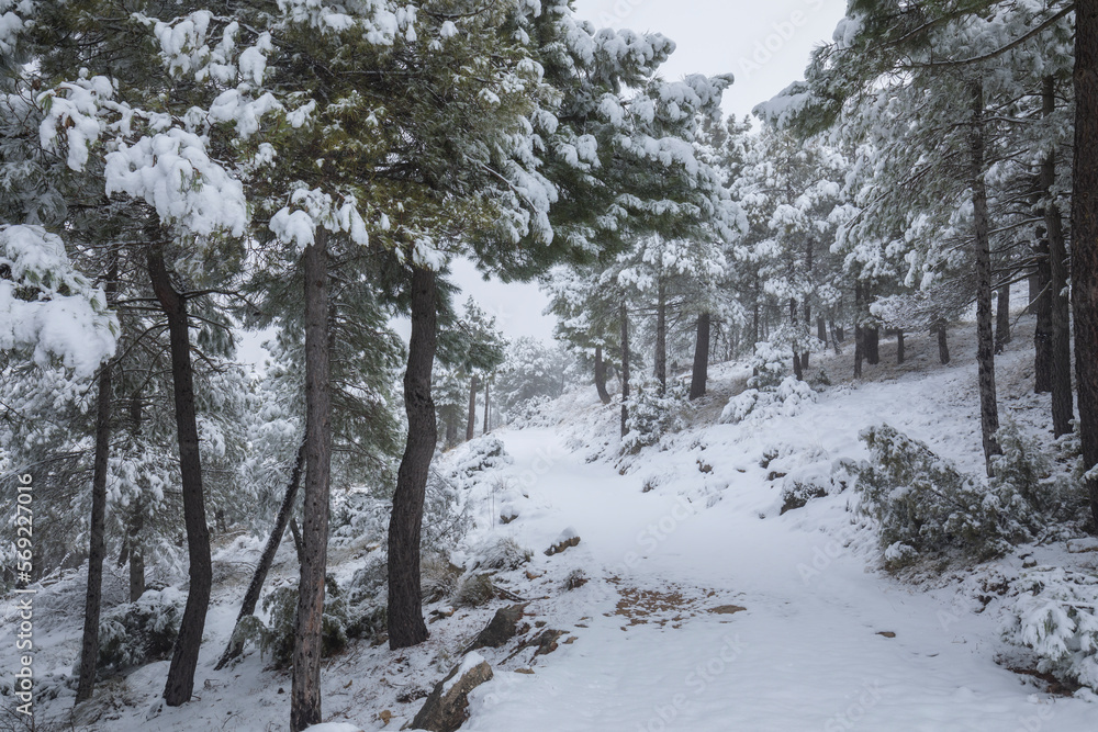 Idyllic landscape of a snowy coniferous forest in winter with tall slender trees in an environment full of calm and peace Idyllic landscape of a snowy coniferous forest in winter with tall slender trees in an environment full of calm and peace