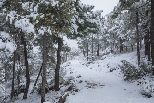 Idyllic landscape of a snowy coniferous forest in winter with tall slender trees in an environment full of calm and peace