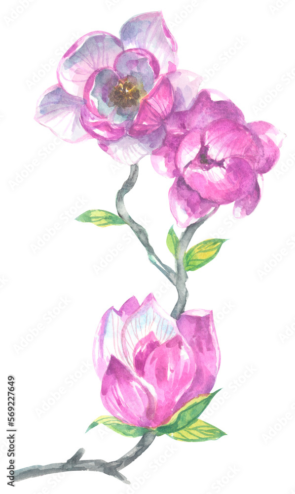 Fototapeta premium Pink magnolia, branch with some flowers and buds