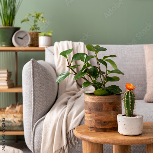 Stylish composition of cozy living room interior with design poster frames, plants, beige sofa, plaid and personal accessories in green home decor. Template. Green wall with a frame. Template. ...