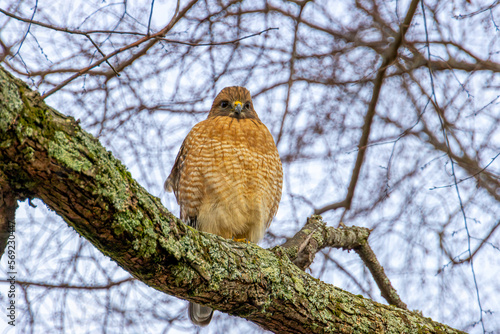 Hawk on Branch