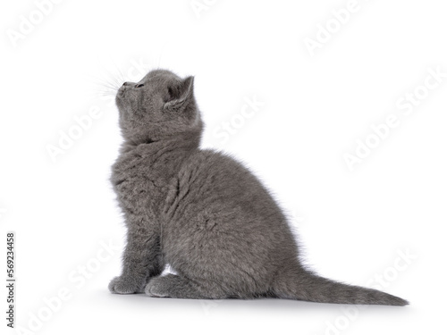Cute grey British Shorthair cat kitten, sitting up side ways. Looking up, side ways and away from camera. Isolated on a white background.