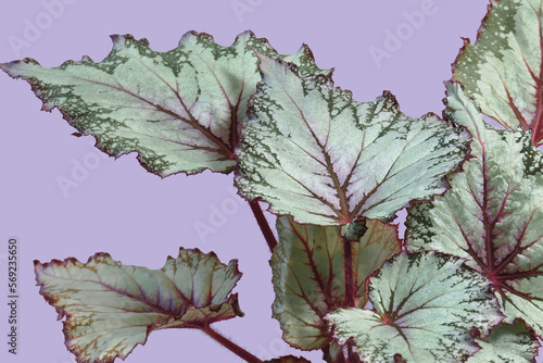 Close-up of the Begonia hybrid colorful leaves against the lavender background