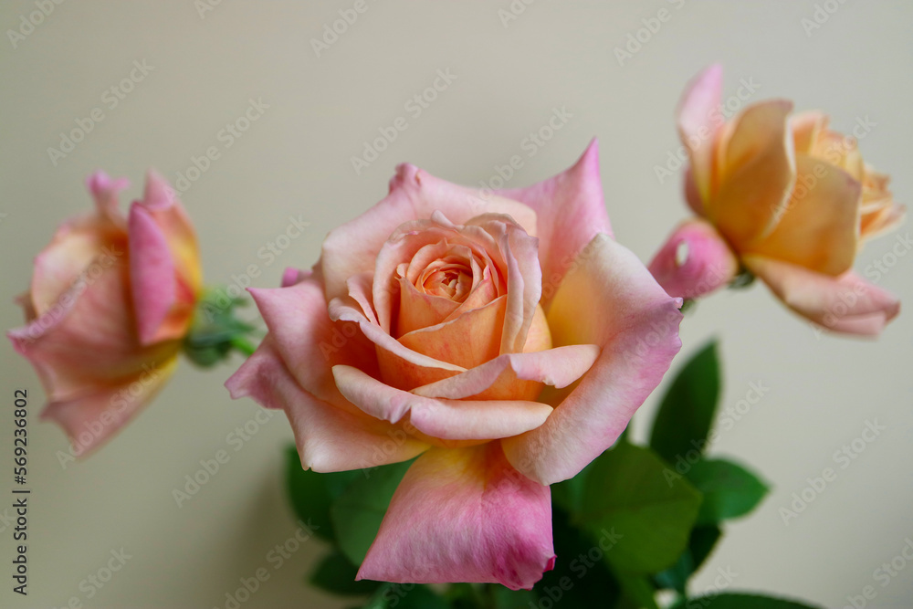 Beautiful Colorful Roses