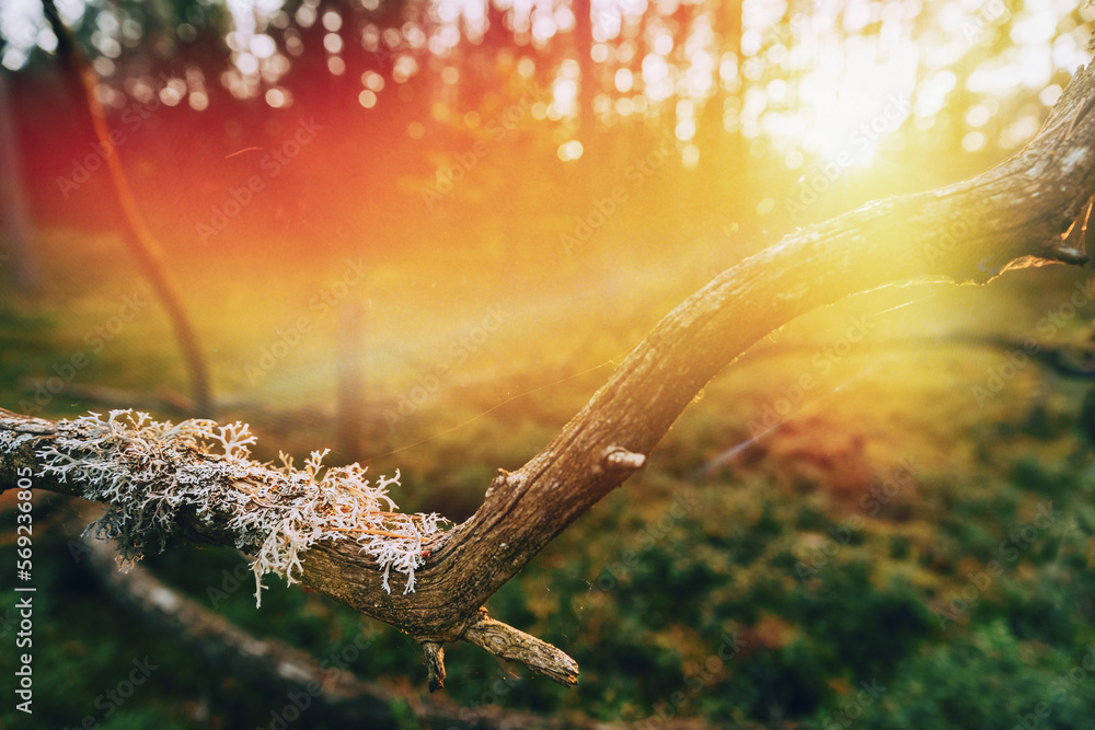 Obraz premium Beautiful Sunset Sun Sunshine In Sunny Autumn Coniferous Forest. Sunlight Sunrays Shine Through Fallen Tree Trunk. Autumn Season. Sunset Sunrise In Summer Forest Trees. Bright Sunshine.