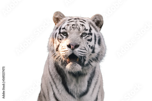 White tiger with black stripes, isolated portrait