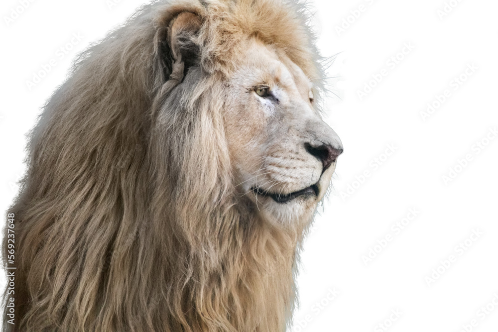 White lion portrait, isolated close-up