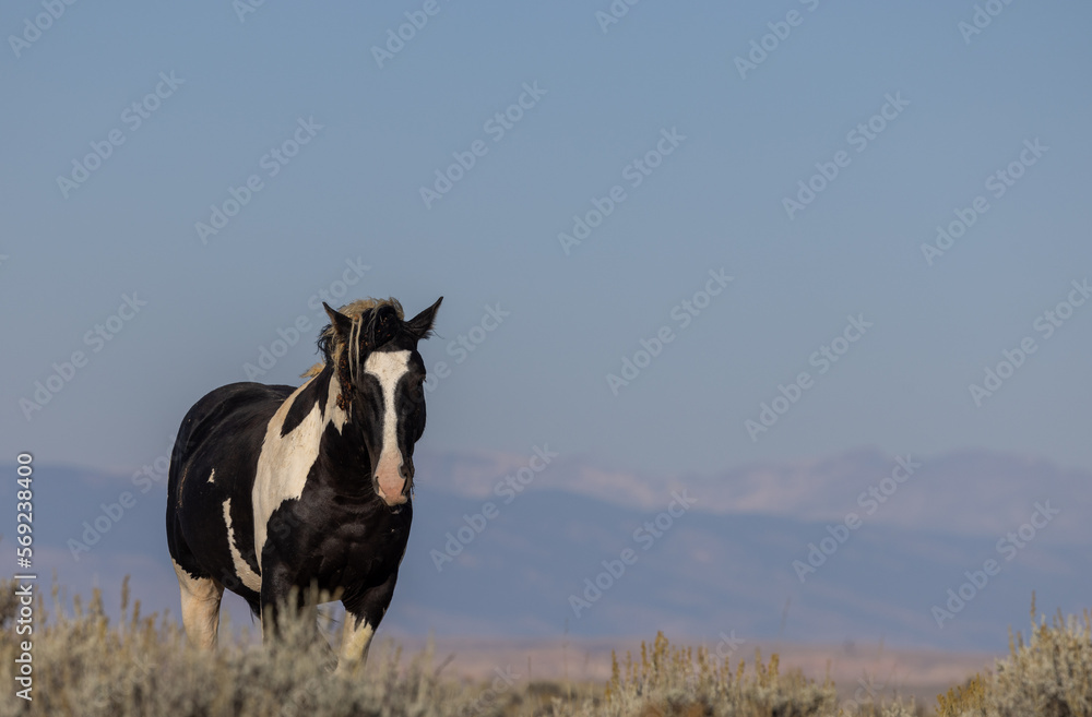 Wild Horse in the Wyoming Desert in Autumn