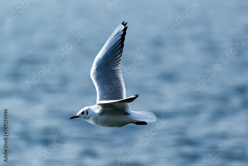 Seagull flying over a lake in Switzerland © Thierry