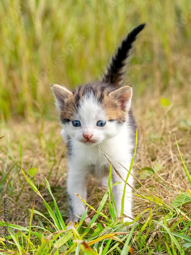 Little white spotted kitten in the garden among the green grass