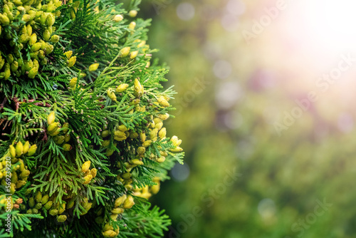 Green thuja branches with seeds on a blurred background