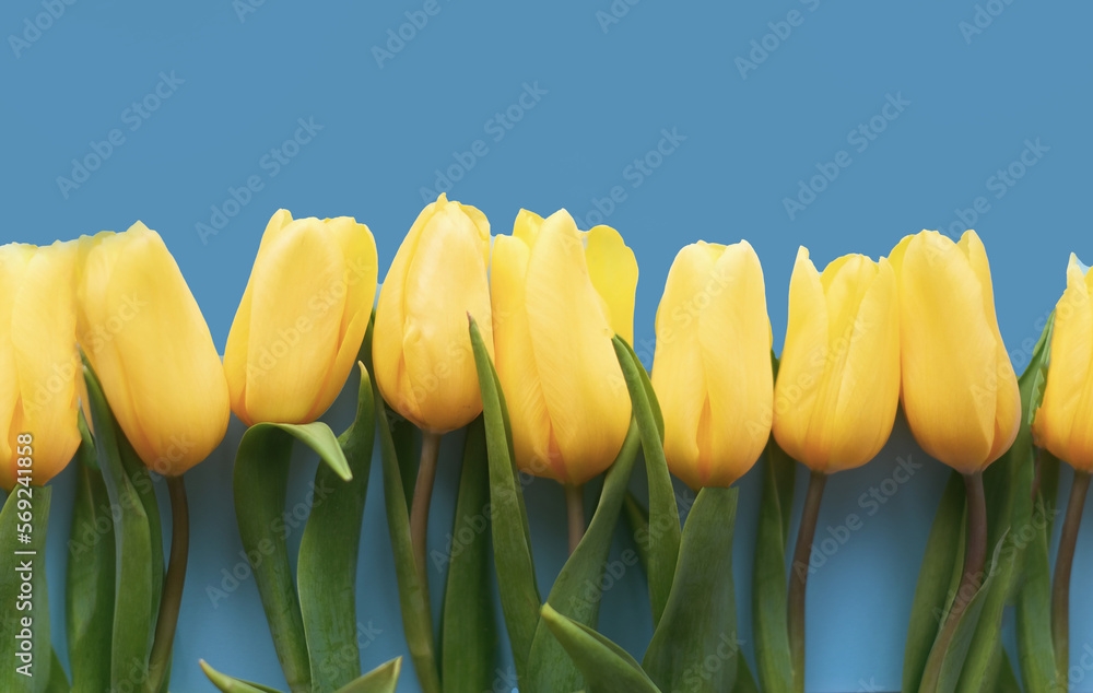 Obraz premium Flowers composition. Yellow tulip flowers on soft blue background. Spring, summer concept