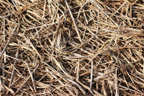 Dry Straw Texture After Exposure to Sunlight photo