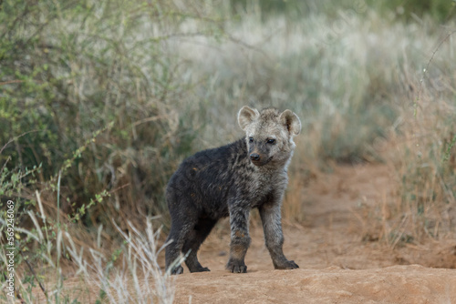 baby hyenas in the savanah