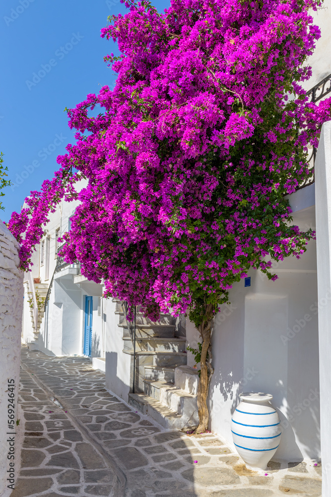 Fototapeta premium Traditional Cycladitic alley with a narrow street, whitewashed houses and a blooming bougainvillea in Parikia, Paros island, Greece.