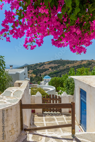 Traditional Cycladitic alley with a narrow street, whitewashed houses and a blooming bougainvillea in kostos village   Paros island, Greece