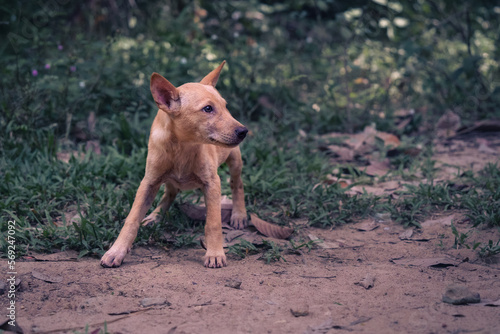 Fototapeta Naklejka Na Ścianę i Meble -  Strassenhunde von Koh Chang