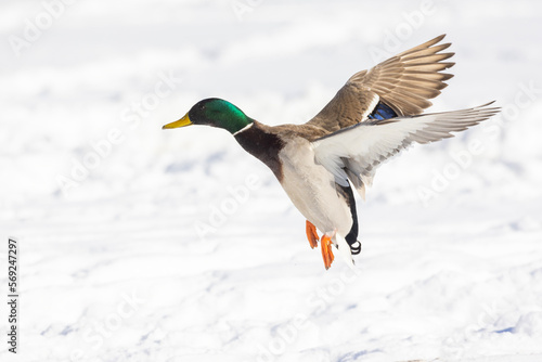  Drake mallard or wild duck (Anas platyrhynchos) flying in winter