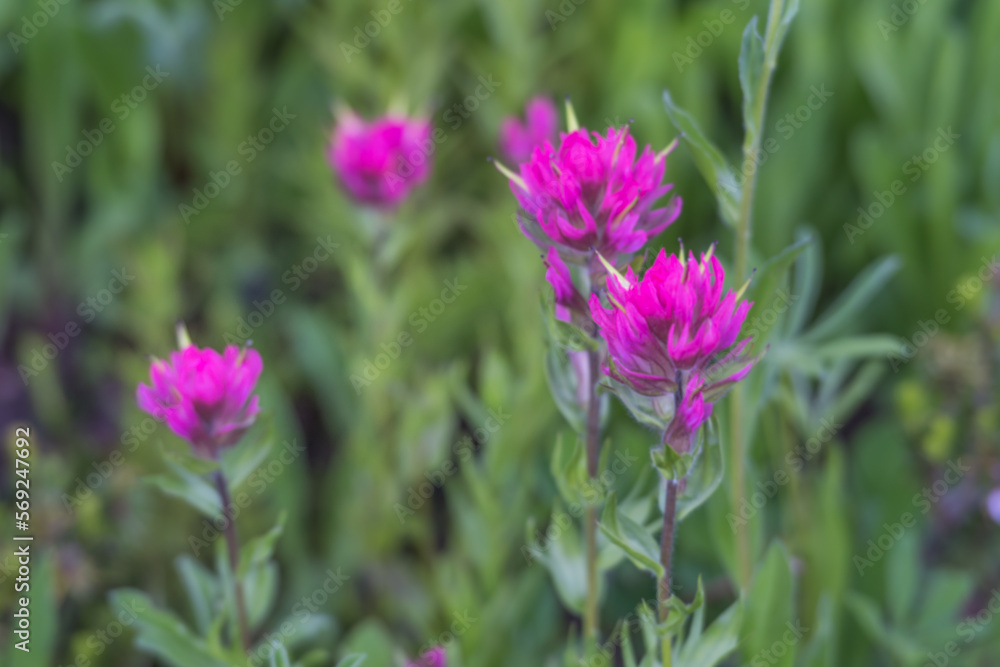 Obraz premium Group of Scarlet Paintbrush Flowers