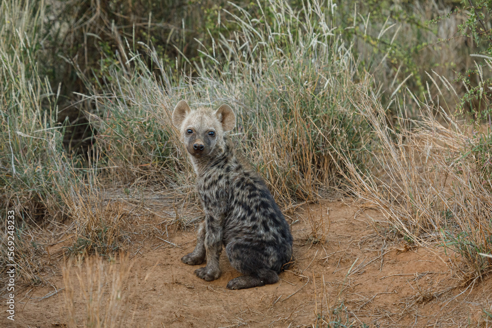 Obraz premium baby hyenas in the savanah