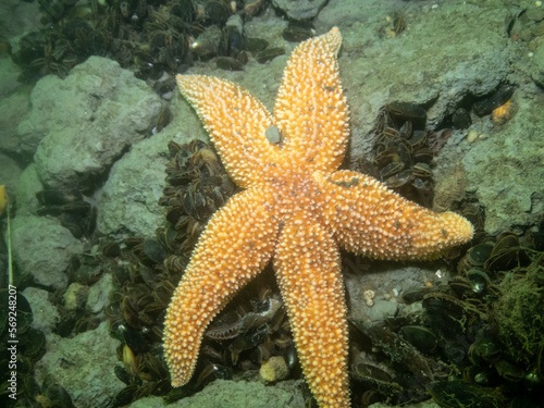Northern Sea Star