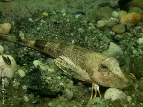 Northern Sea Robin