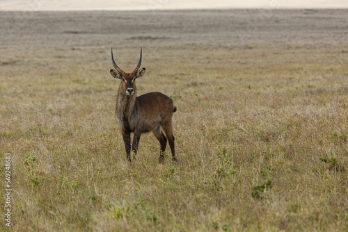 Canvas Print waterbuck on the savannah