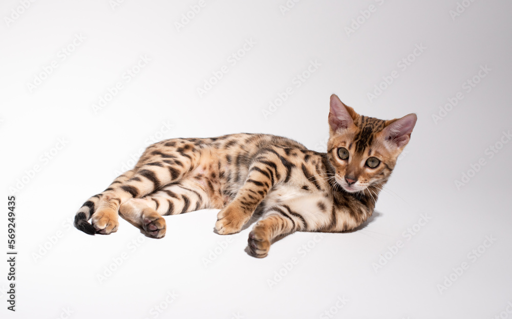 Portrait of bengal kitten on white background, studio shooting . Photo of playful kitten