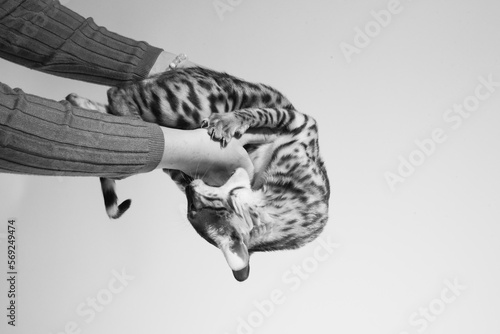 Bengal kitten plays with hand on black background  black and white studio shooting