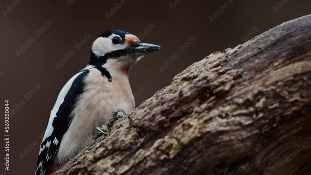 Great spotted woodpecker fenale sitting on a dead branch and pecking on a hazelnut at a woodpecker forge, december, north rhine westphalia, (dendrocopos major), germany Great spotted woodpecker fenale sitting on a dead branch and pecking on a hazelnut at a woodpecker forge, december, north rhine westphalia, (dendrocopos major), germany