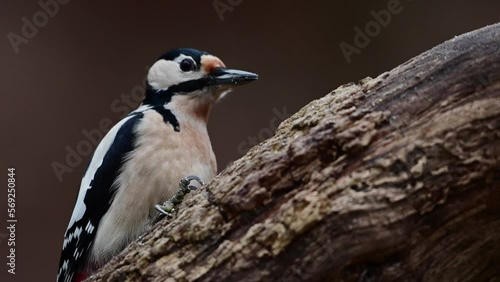 Great spotted woodpecker fenale sitting on a dead branch and pecking on a hazelnut at a woodpecker forge, december, north rhine westphalia, (dendrocopos major), germany photo