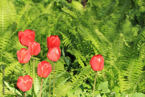 Red tulips in the garden. Spring. Against the background of green ferns. Selective focus. Copy space