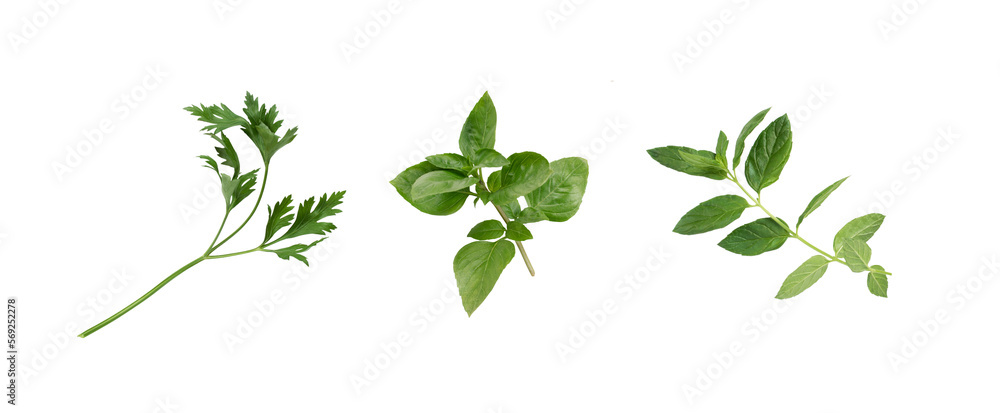 Parsley, basil, mint. Isolated. Herbs collection on white or transparent background. Fresh, ready to be cooked.