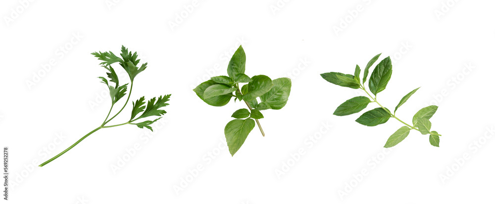 Parsley, basil, mint. Isolated. Herbs collection on white or transparent background. Fresh, ready to be cooked. Parsley, basil, mint. Isolated. Herbs collection on white or transparent background. Fresh, ready to be cooked.