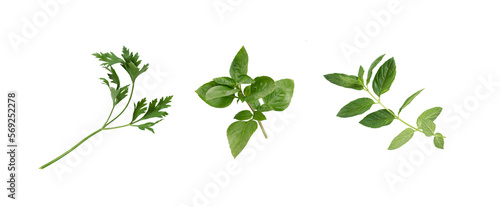 Parsley  basil  mint. Isolated. Herbs collection on white or transparent background. Fresh  ready to be cooked.