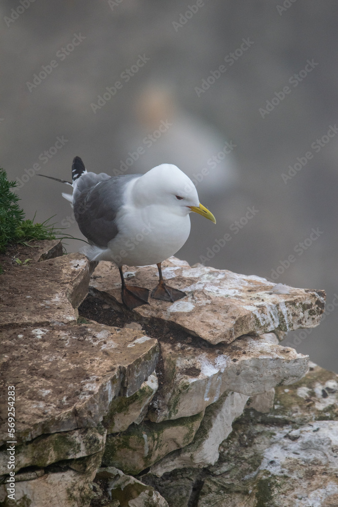 Kittiwake standing on the cliff edge at Bempton in east Yorkshire, UK Kittiwake standing on the cliff edge at Bempton in east Yorkshire, UK
