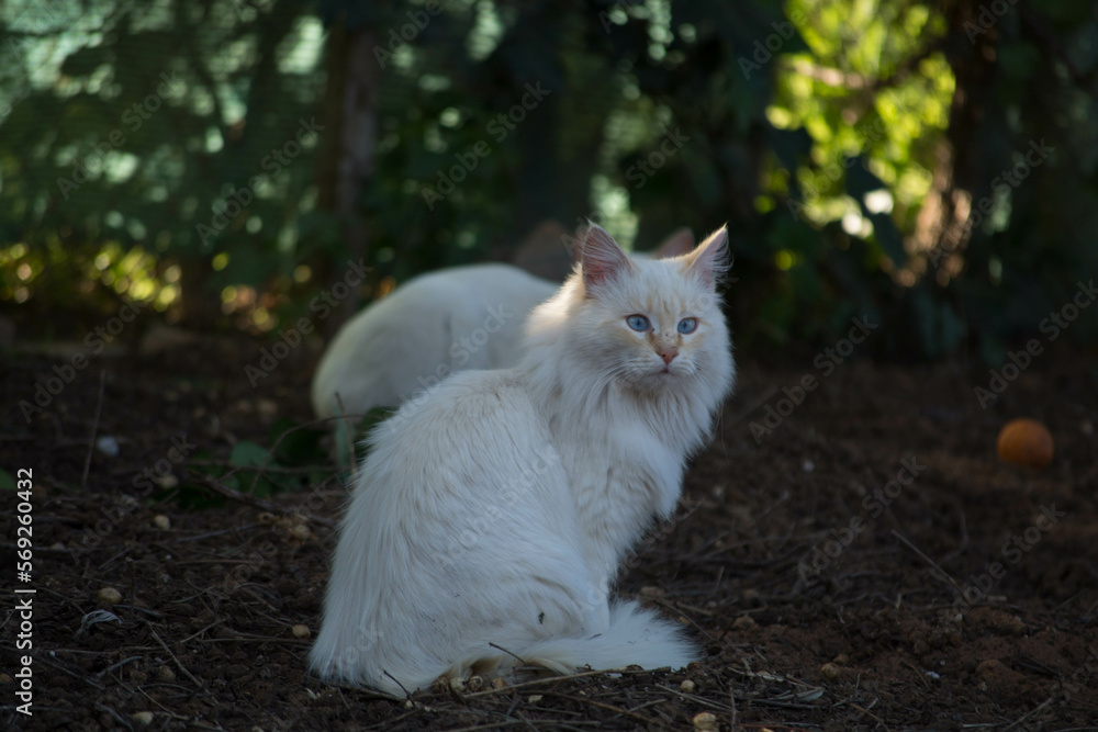 Fototapeta premium Gatos blancos en plena naturaleza