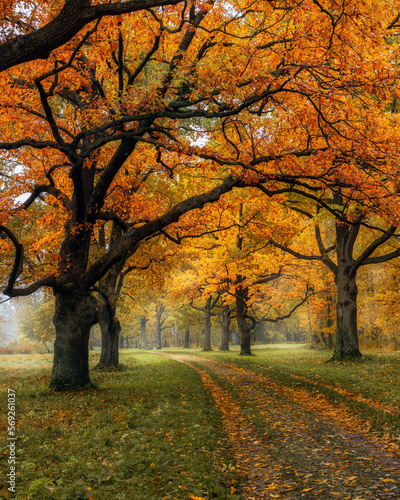 autumn in the park