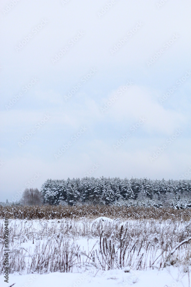 custom made wallpaper toronto digitalwinter landscape with snow covered trees