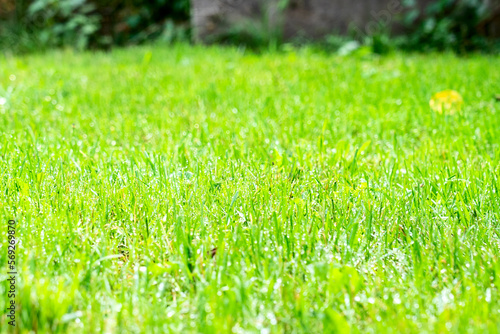  lawn after rain, green short-mowed lawn after rain