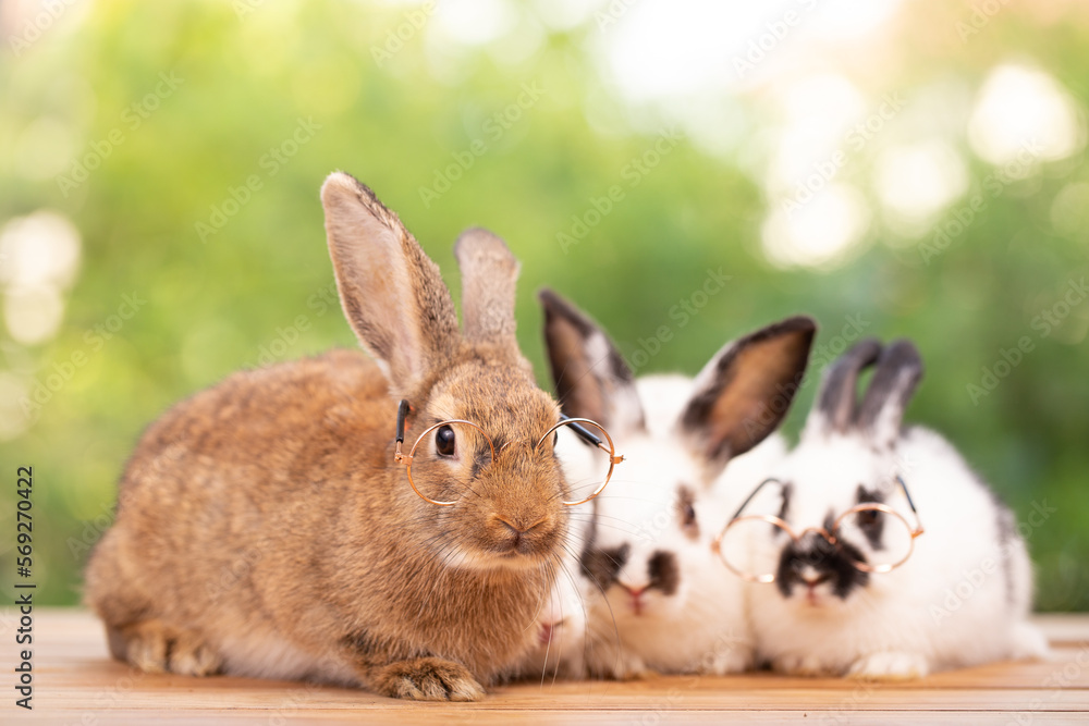Cute little brown furry rabbit sitting on wooden flooring looking away Cute little brown furry rabbit sitting on wooden flooring looking away