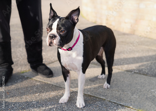 Boston Terrier standing next to a person whose legs are visible. The dog is wearing a pink collar.