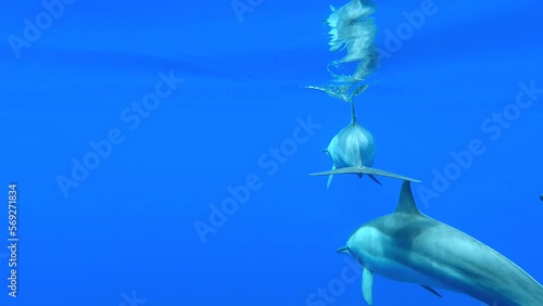Dolphin swimming with a group in clear water and breathing at the surface