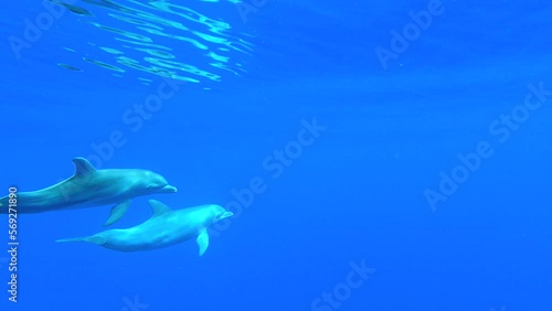 Dolphins swimming in group in clear water - Mayotte