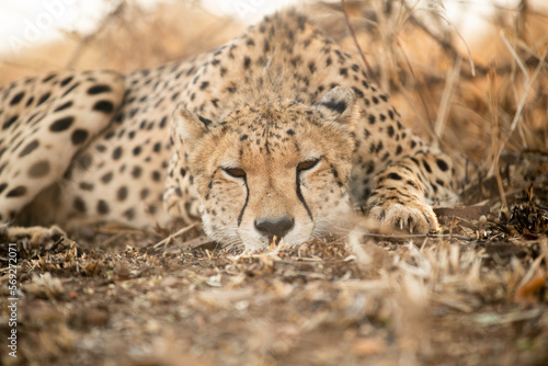 Portrait of a cheetah in South Africa
