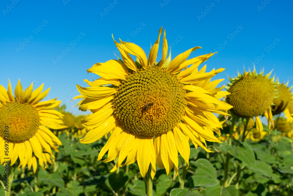 Beautiful blooming sunflowers field in farming field Beautiful blooming sunflowers field in farming field